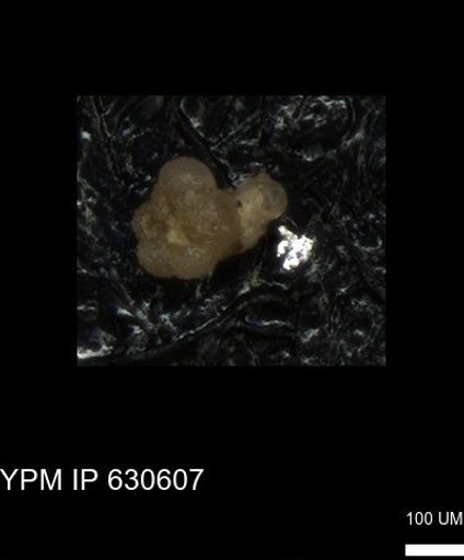undet. Foraminiferida