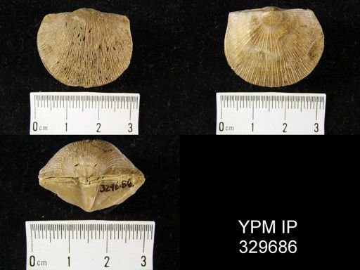 Derbyia crassa