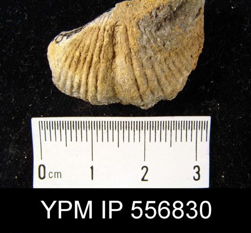 Spirifer concinnus