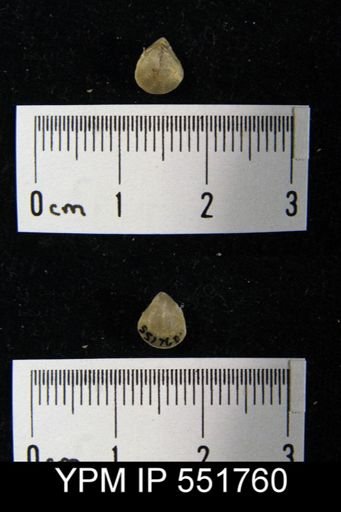 Meristella sp.