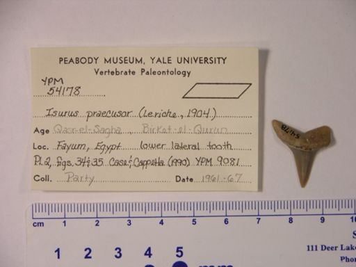 Isurus praecursor