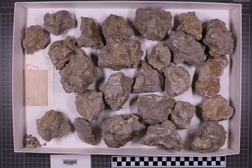 mixed taxa, stratigraphic collection