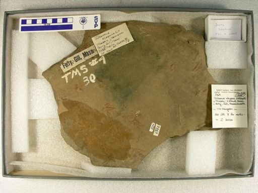 Trihamus cf. elegans