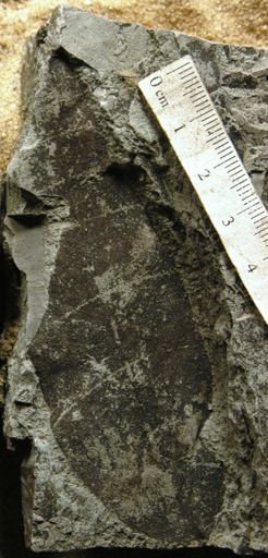 Acrodiclidium pseudosalicifolium
