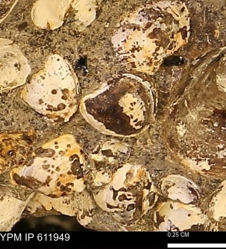 Protocardia subquadrata