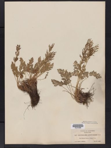 Cryptogramma