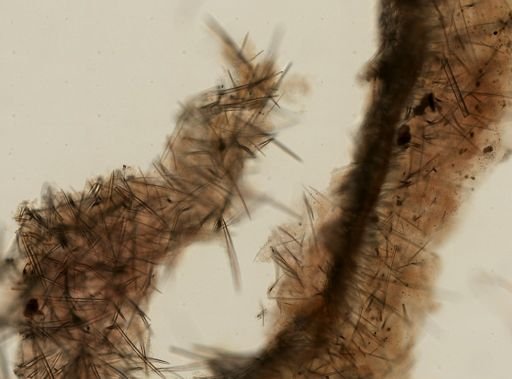 Haliclona (Gellius) sp.