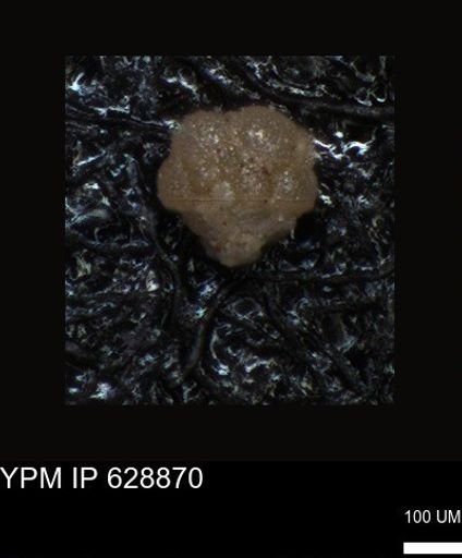 undet. Foraminiferida