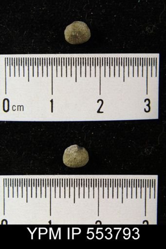 undet. Orthida