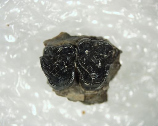 Pelycodus sp.