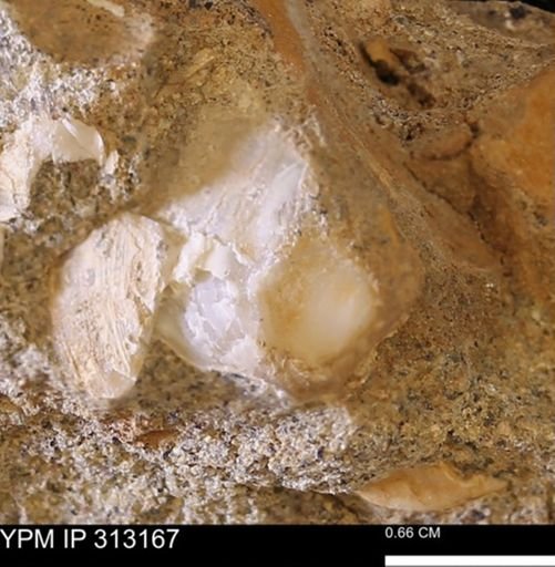 Corbicula