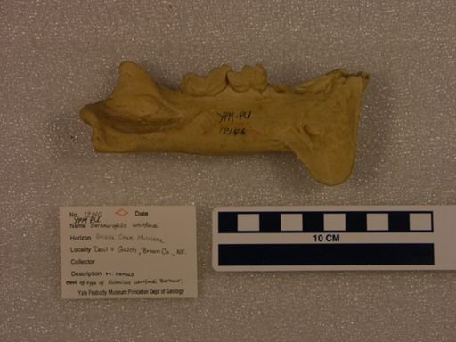 Eusmilus whitfordi