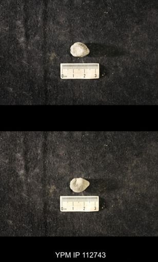Cyrtolites ornatus
