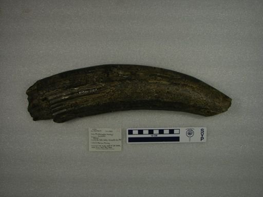 Trichecodon huxleyi