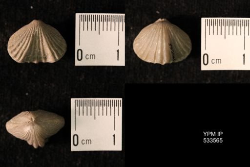 Rhynchotrema inaequivalve