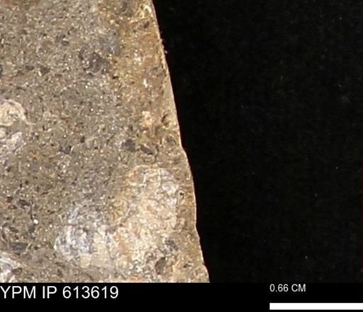 Scaphites sp.