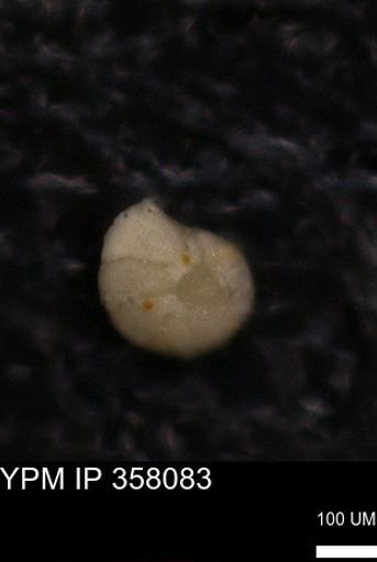 undet. Foraminiferida