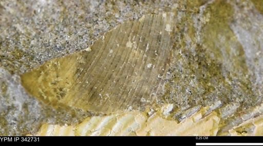 undet. Mollusca