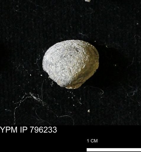 Protocardia subquadrata