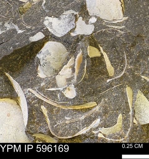 undet. Mollusca