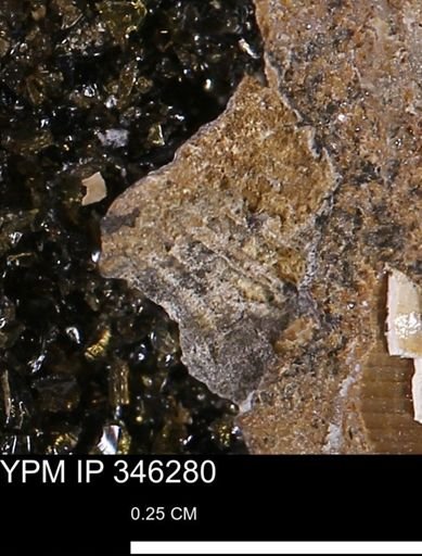undet. Mollusca