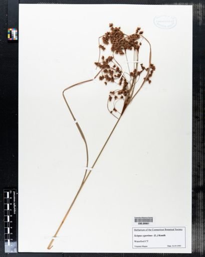 Scirpus cyperinus