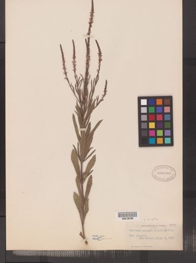 Verbena simplex