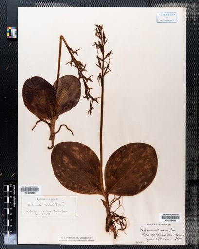 Habenaria hookeri