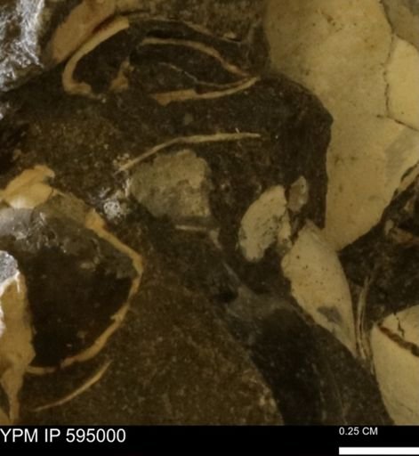 Protocardia sp.