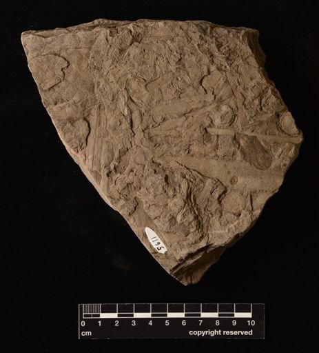 Equisetites scanicus
