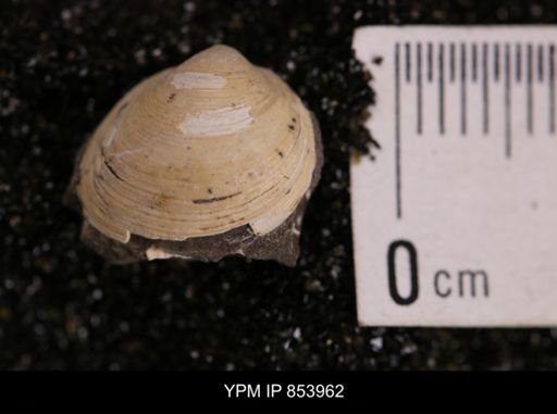 Limopsis striatopunctatus