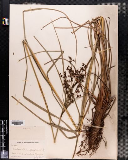 Scirpus atrocinctus