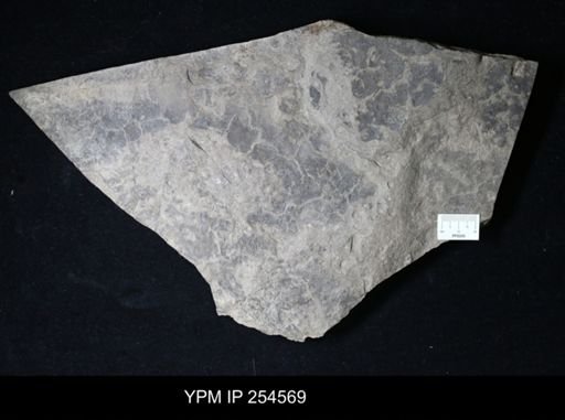 desiccation cracks