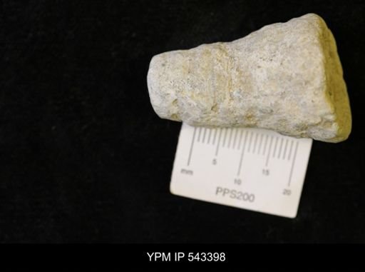 undet. Ichnofossil
