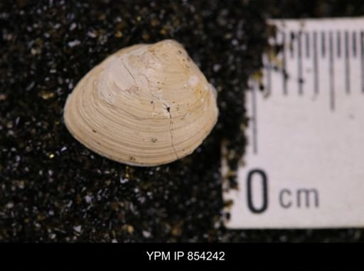 Limopsis striatopunctatus