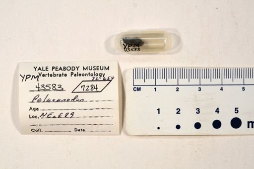 Palaeanodon sp.