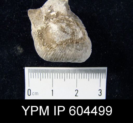 Productus sp.