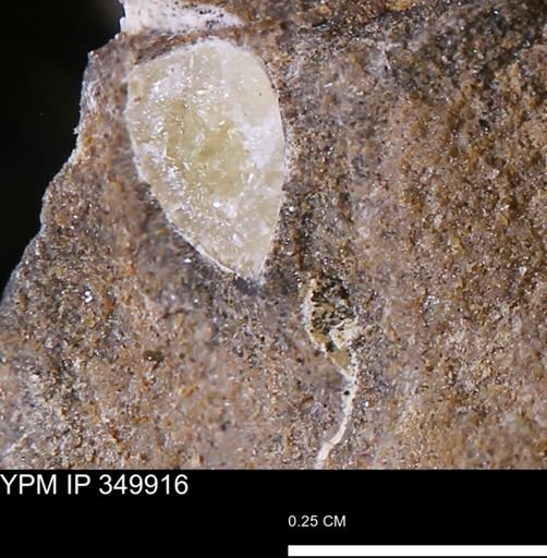 undet. Mollusca