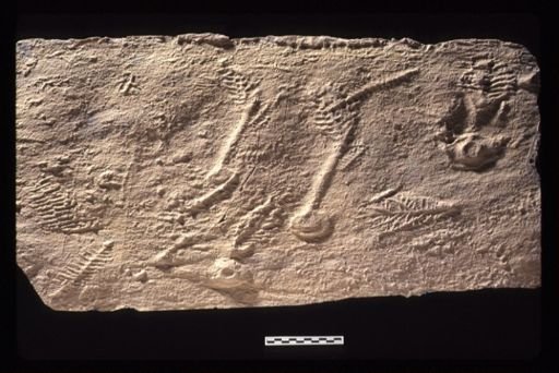 Vendobionta; Vendobionta Assemblage