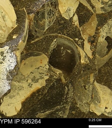 Limopsis striatopunctatus