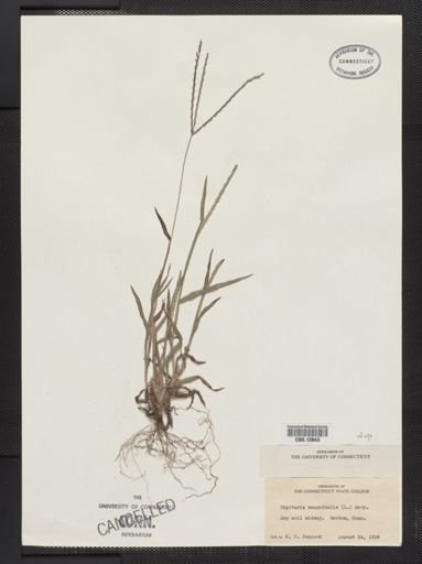 Digitaria sanguinalis