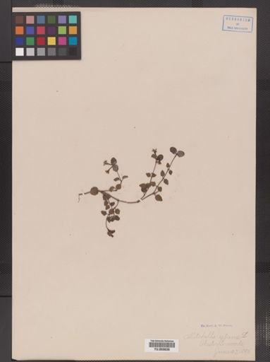 Mitchella repens