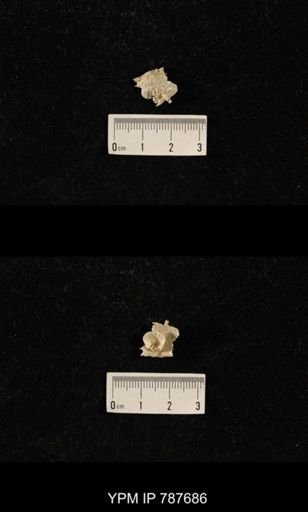 undet. Brachiopoda