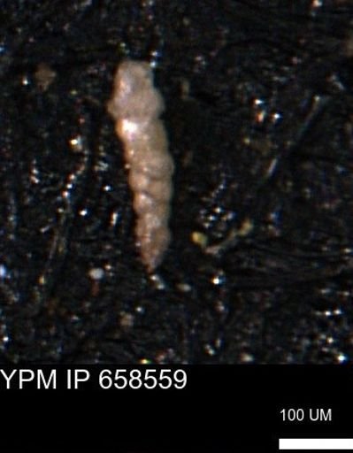 Verneuilinoides kansasensis