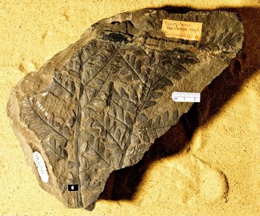 Pecopteris nervosa