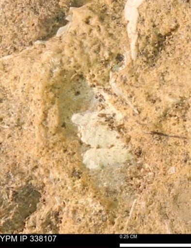 undet. Bivalvia