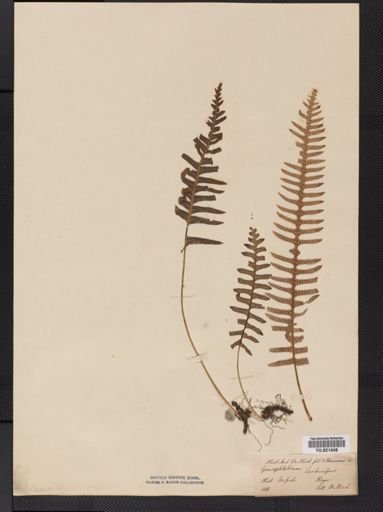 Polypodium
