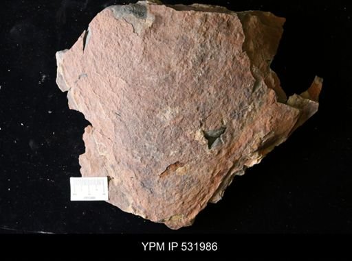 undet. Arthropoda