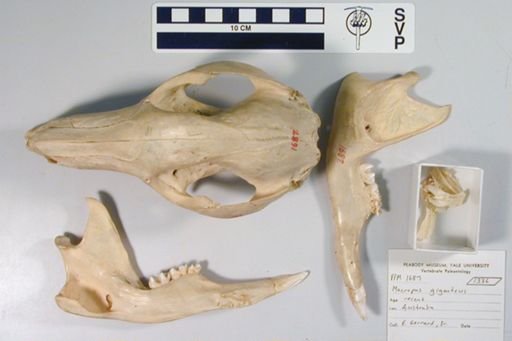 Macropus giganteus