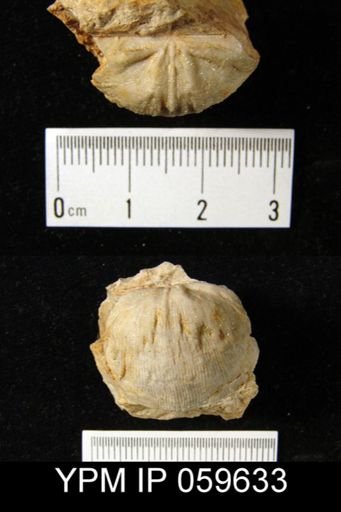 Chonetes sp.